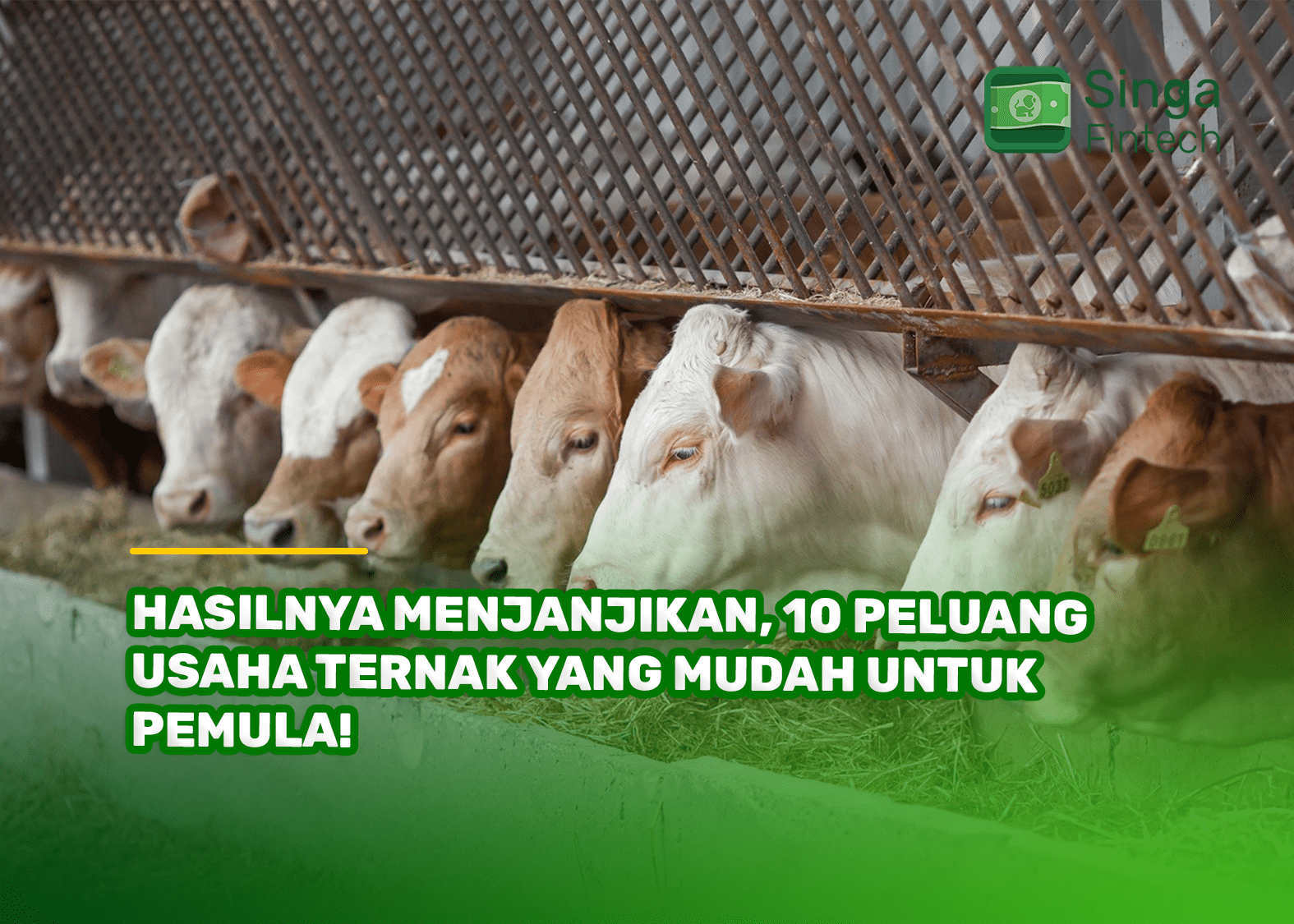 Hasilnya Menjanjikan, 10 Peluang Usaha Ternak yang Mudah untuk Pemula!