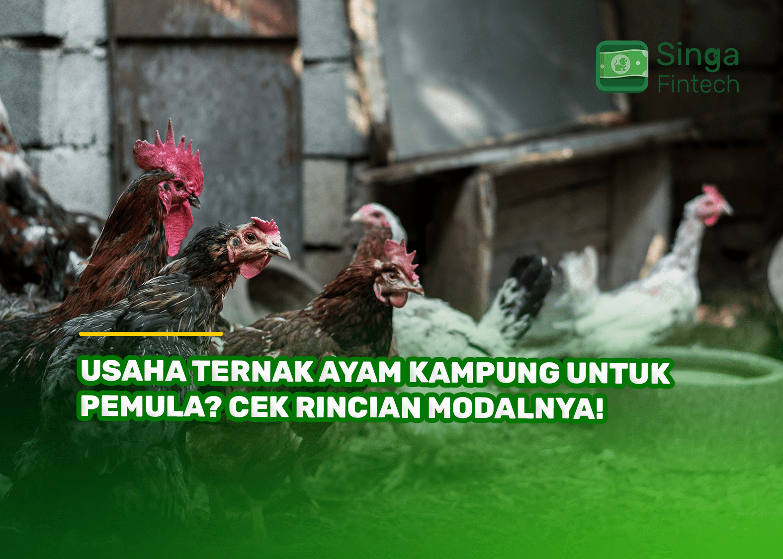 Usaha Ternak Ayam Kampung untuk Pemula? Cek Rincian Modalnya!